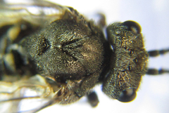 Dolerus eversmanni