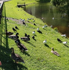 Chroicocephalus ridibundus