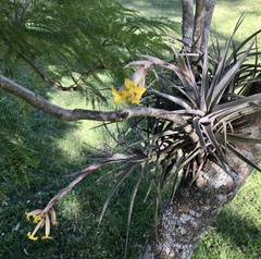 Tillandsia ixioides