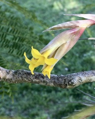 Tillandsia ixioides
