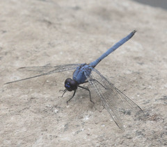 Trithemis donaldsoni