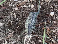 Chamaeleo chamaeleon