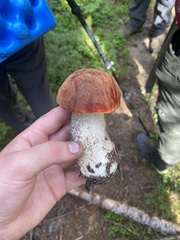 Leccinum ponderosum