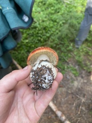 Leccinum ponderosum