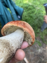 Leccinum ponderosum