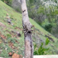 Entiminae