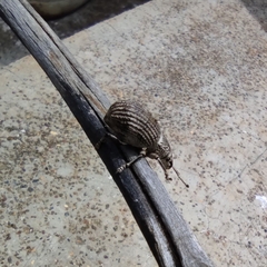 Entiminae