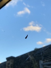 Mystacides longicornis