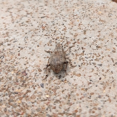 Entiminae