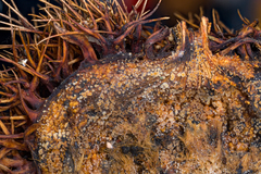 Arachnoscypha aranea