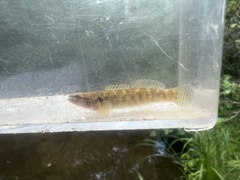 Etheostoma flabellare