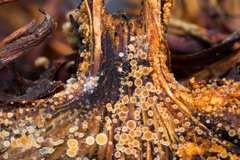 Arachnoscypha aranea