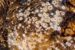 Arachnoscypha aranea