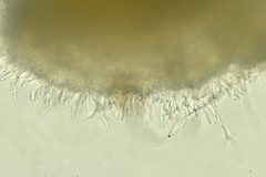 Arachnoscypha aranea