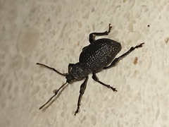 Otiorhynchus rugosostriatus