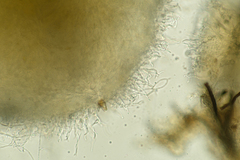 Arachnoscypha aranea