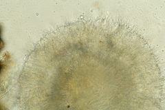 Arachnoscypha aranea