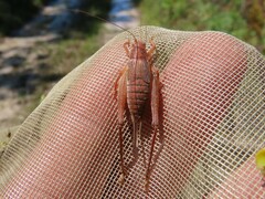 Hapithus brevipennis