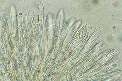 Arachnoscypha aranea