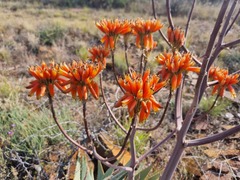 Aloe hereroensis