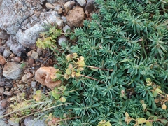 Euphorbia petrophila