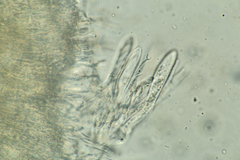 Arachnoscypha aranea