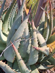 Aloe hereroensis