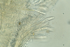 Arachnoscypha aranea