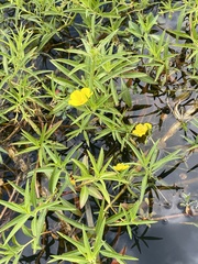Ludwigia grandiflora