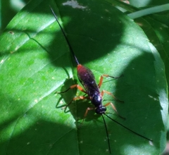 Dolichomitus irritator