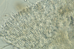 Arachnoscypha aranea