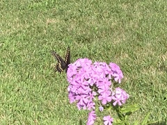Papilio polyxenes
