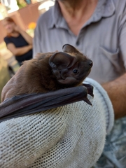 Nyctalus lasiopterus