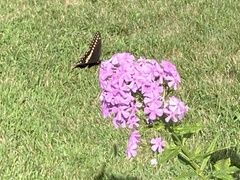 Papilio polyxenes