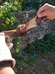 Nyctalus lasiopterus