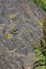 Bupleurum polyphyllum