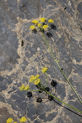 Bupleurum polyphyllum