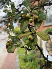 Crataegus crus-galli