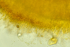 Arachnoscypha aranea