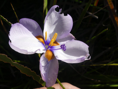 Aristea cistiflora