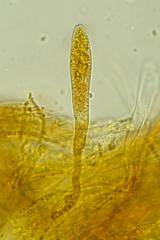 Arachnoscypha aranea