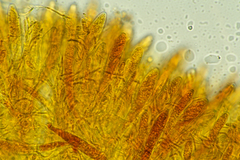 Arachnoscypha aranea