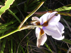 Aristea cistiflora