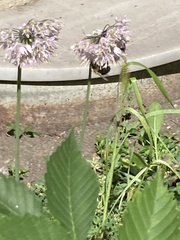 Bombus impatiens