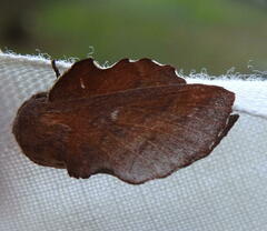 Phyllodesma occidentis