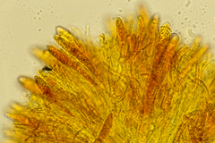 Arachnoscypha aranea