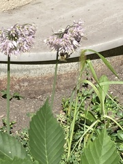 Bombus impatiens