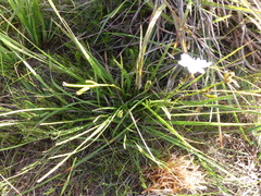 Aristea cistiflora
