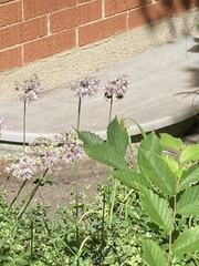 Bombus impatiens