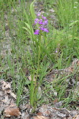 Dactylorhiza iberica